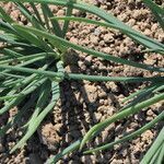 Allium cepa habit picture by Pierre Bonnet (cc-by-sa)