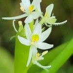 Heteranthera reniformis flower picture by Matthew Horrigan (cc-by-sa)