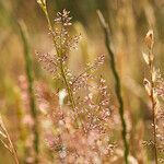 Agrostis capillaris fruit picture by Sans Attaches (cc-by-sa)