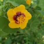 Abutilon hirtum flower picture by Vishwanath Krishnaswamy (cc-by-sa)