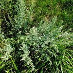 Artemisia pontica habit picture by Andrzej Konstantynowicz (cc-by-sa)