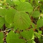 Rubus scaber leaf picture by Robert Maes (cc-by-sa)