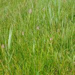 Dactylorhiza incarnata habit picture by Martin Bishop (cc-by-sa)