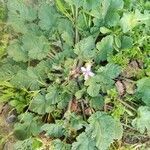 Erodium laciniatum habit picture by Pokotilo Olga (cc-by-sa)