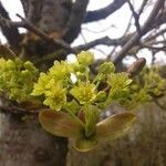 Acer platanoides flower picture by Tristan Jaton-Maria (cc-by-sa)