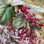 Gaultheria sclerophylla fruit picture by Fabien Anthelme (cc-by-sa)