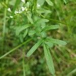 Cardamine flexuosa leaf picture by Krzysztof Golucki (cc-by-sa)