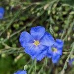 Linum austriacum flower picture by manuseitz (cc-by-sa)