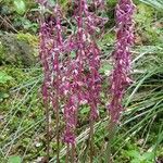 Corallorhiza mertensiana flower picture by Honey Heart Honey Heart (cc-by-sa)