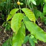 Coffea arabica leaf picture by chavolla julia (cc-by-sa)