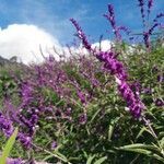 Salvia leucantha flower picture by The Bone Guru (cc-by-sa)