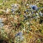 Eryngium amethystinum habit picture by Ana Ostojić (cc-by-sa)