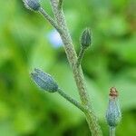 Myosotis sylvatica fruit picture by Pierre LEON (cc-by-sa)