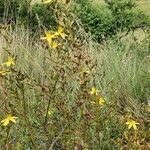 Hypericum annulatum habit picture by susan brown (cc-by-sa)