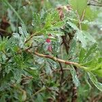 Ononis fruticosa habit picture by Yoan MARTIN (cc-by-sa)