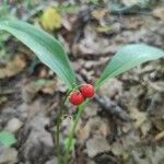 Convallaria majalis fruit picture by skrendam (cc-by-sa)