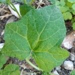 Cucurbita pepo leaf picture by Christophe Gonnet (cc-by-sa)