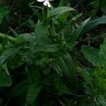 Silene noctiflora habit picture by fodydw (cc-by-sa)