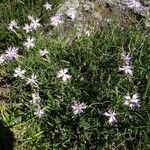 Dianthus hyssopifolius habit picture by Alain Bigou (cc-by-sa)