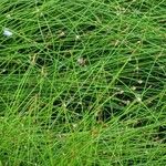 Juncus filiformis leaf picture by R Benson (cc-by-sa)