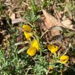 Cytisus decumbens flower picture by nicolas Francois (cc-by-sa)