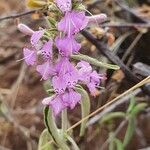 Hypoestes aristata flower picture by susan brown (cc-by-sa)