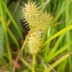 Carex lurida flower picture by Shannon Lamont (cc-by-sa)