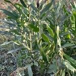 Hedychium coronarium habit picture by Trap Hers (cc-by-sa)