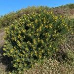 Medicago arborea habit picture by Francois Mansour (cc-by-sa)