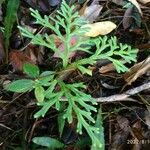 Selaginella sinuosa leaf picture by Matthieu Gebus (cc-by-sa)