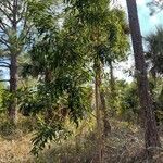 Acacia retinodes habit picture by Brynn Elt (cc-by-sa)