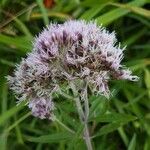 Eupatorium cannabinum flower picture by B Neige (cc-by-sa)