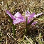 Colchicum bulbocodium leaf picture by Thomas Bühler (cc-by-sa)