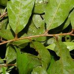 Hirtella triandra leaf picture by Nelson Zamora Villalobos (cc-by-nc)