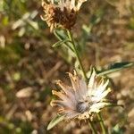 Centaurea collina fruit picture by Anne Froger (cc-by-sa)