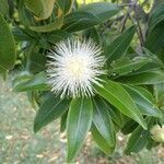 Foetidia mauritiana flower picture by Geoffrey Lebreton (cc-by-sa)