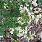 Ageratina herbacea flower picture by Austin Neal (cc-by-sa)