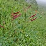 Lathyrus laevigatus habit picture by Yoan MARTIN (cc-by-sa)