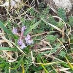 Oxytropis neglecta habit picture by Pietro Brignoli (cc-by-sa)