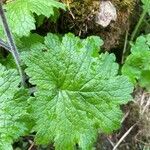 Primula matthioli leaf picture by Krampl Tomáš (cc-by-sa)