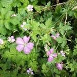 Geranium versicolor habit picture by Hélène (cc-by-sa)