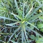 Senecio inaequidens leaf picture by Matthieu courtois (cc-by-sa)