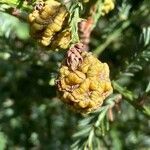 Sequoia sempervirens fruit picture by Francois Mansour (cc-by-sa)