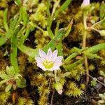 Lewisia pygmaea flower picture by Ethan Greer (cc-by-sa)