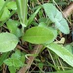 Turritis brassica habit picture by Yoan MARTIN (cc-by-sa)