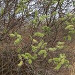 Salix caprea habit picture by Michelle Goudail (cc-by-sa)