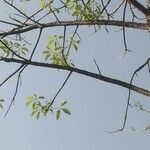 Bombax ceiba leaf picture by Jagdish Gabhane (cc-by-sa)