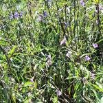 Ruellia simplex habit picture by Trap Hers (cc-by-sa)