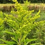 Solidago gigantea flower picture by Christijn Chris (cc-by-sa)