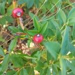 Rosa palustris fruit picture by Matthias Foellmer (cc-by-sa)